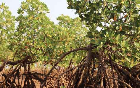 Rhizophora mucronata