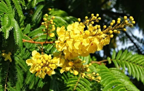 Peltophorum pterocarpum