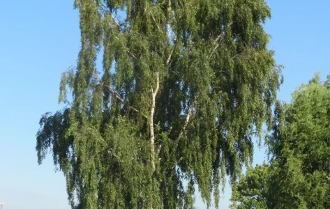 Betula pendula