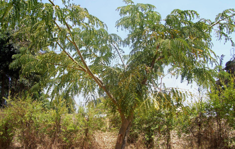 Albizia schimperiana