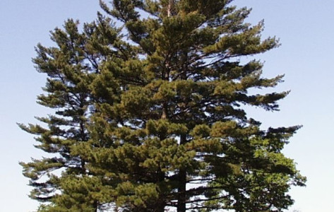 Pinus strobus