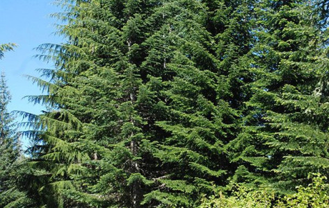 Abies amabilis
